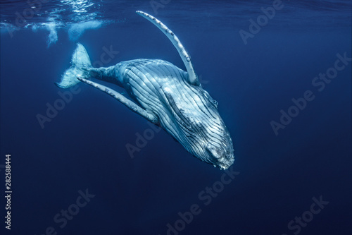 A Baby Humpback Whale Plays Near the Surface In Blue Water