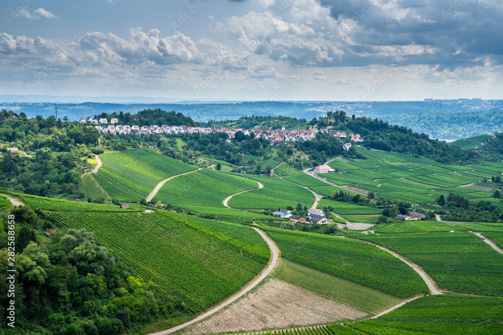 Germany, Green vineyards and forest surrounding stuttgart district rotenberg on a mountain in summer