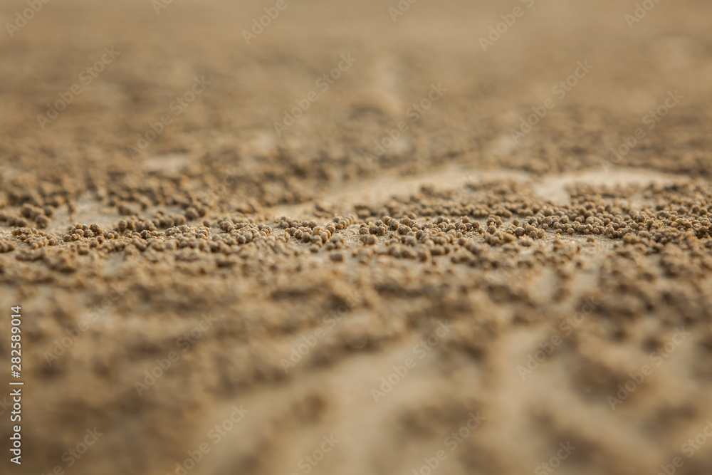 many balls of sand made by sand bubbler crab on a Thailand beach many balls of sand made by sand bubbler crab on a Thailand beach