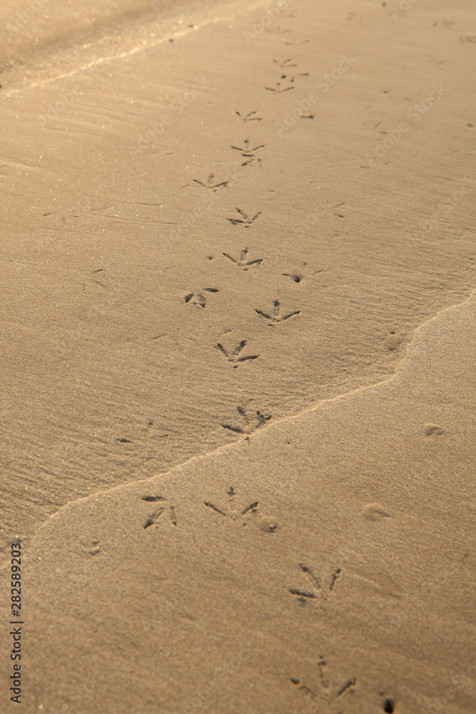 Birds footprints on sand beach in south of Thailand. Birds footprints on sand beach in south of Thailand.