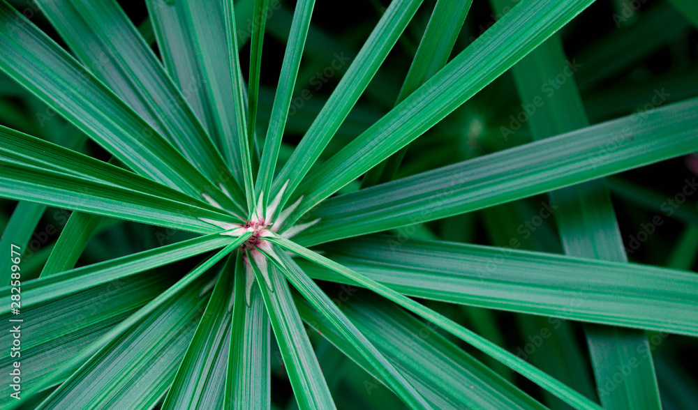 Fototapeta premium Texture of green leaves in tropical northern Thailand.