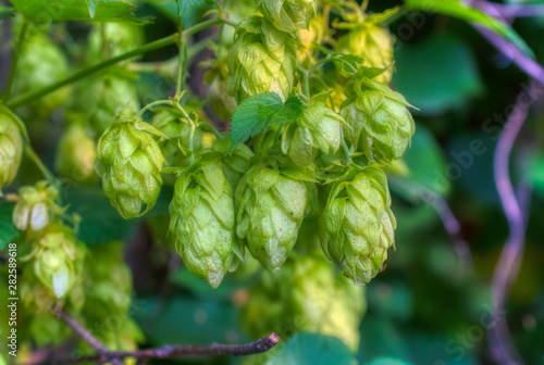 Hop cones, close-up shot. Agricultural plant used in the brewing industry