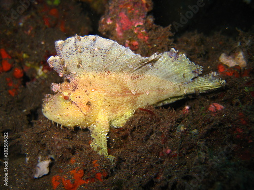 Schaukelfisch photo