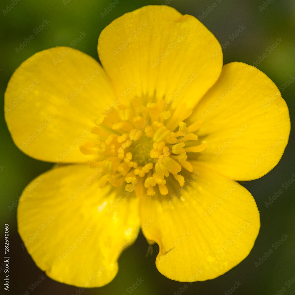 Buttercup Buttercup