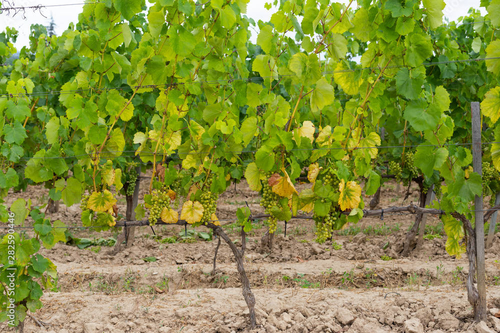 Vineyard in Tokaj, Hungary Vineyard in Tokaj, Hungary