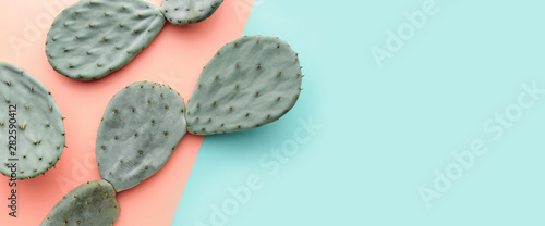 Foto Green cactus on pastel pink and blue background, trendy summer concept, banner b