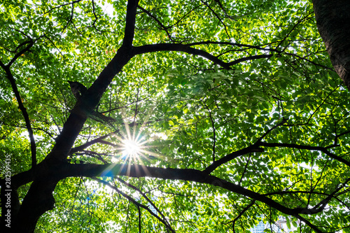 tree with green leaves