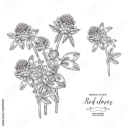 Red clover plant. Hand drawn flowers and leaves of clover. Medical hebs collection. Vector illustration botanical. Vintage engraving.