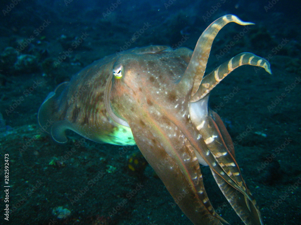 Obraz premium Oktopus - Tintenfisch - Sepia