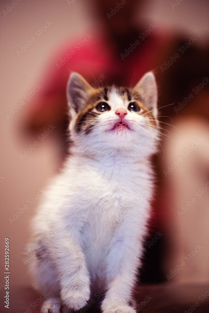 Cute little kitten with amazing eyes. Sweet baby. Lovely friend. Animal world.