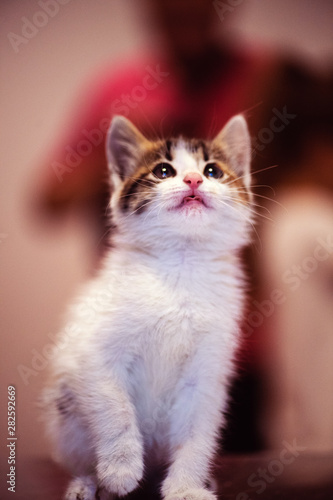 Cute little kitten with amazing eyes. Sweet baby. Lovely friend. Animal world.