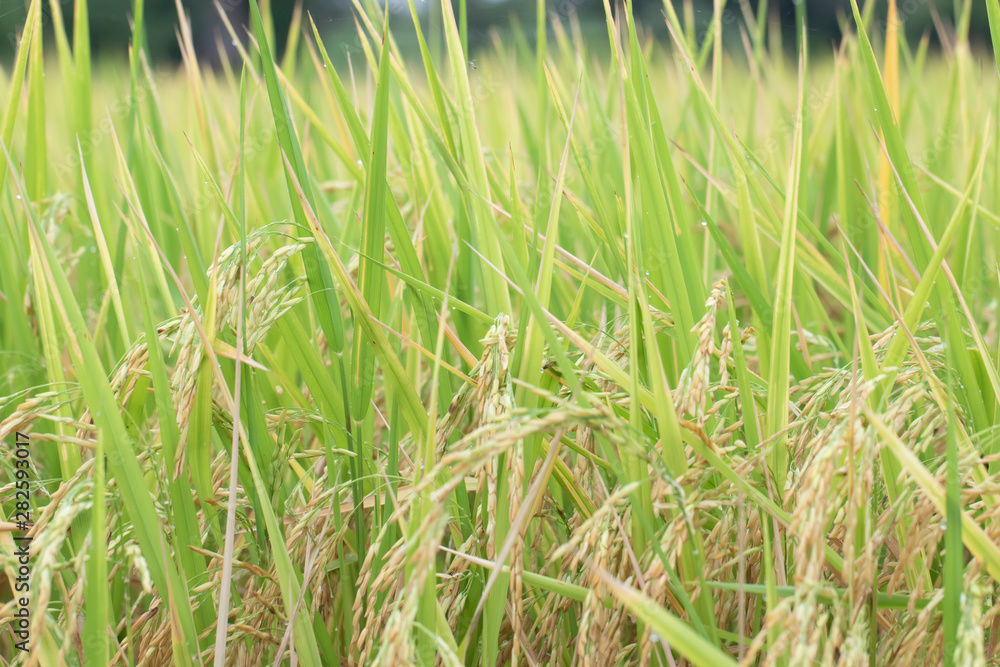 Rice farm- Rice field- Rice paddy, rice pants Rice paddy Rice farm- Rice field- Rice paddy, rice pants Rice paddy