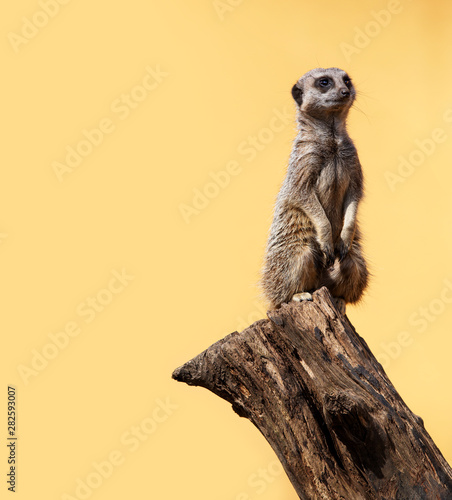 Cute meerkat on the lookout. Yellow background with space for text.