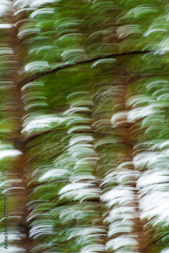 beautiful abstract blurry forest background