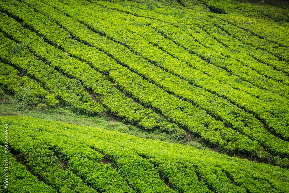 Tea Plantation in Cameron Highlands, Malaysia.