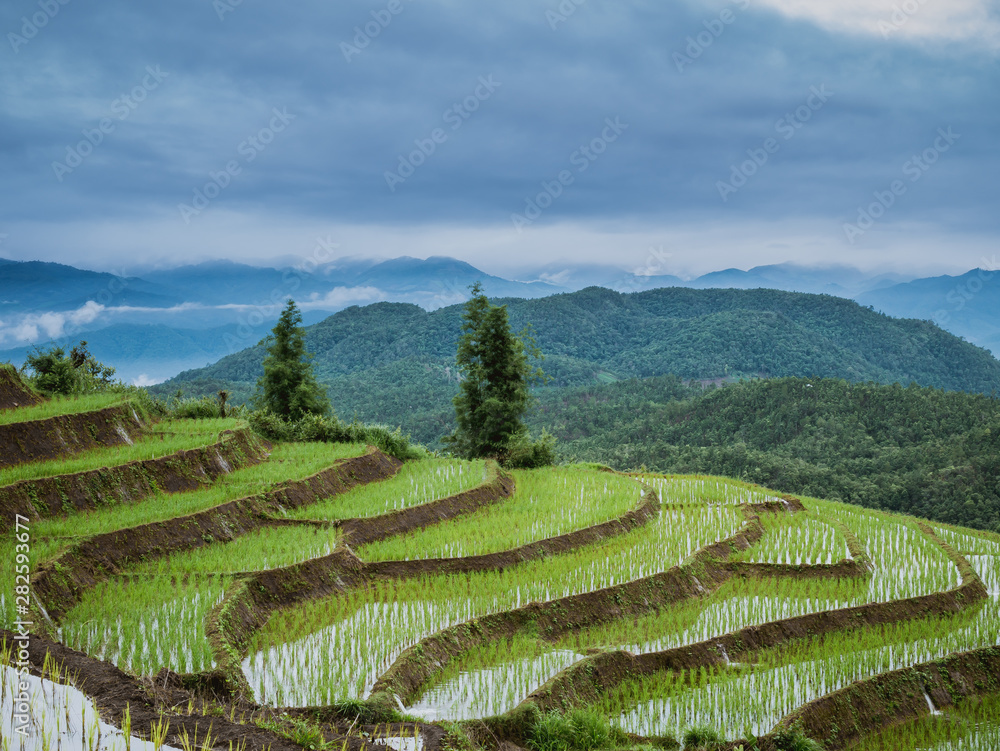 View of rice terraces at Thailand.