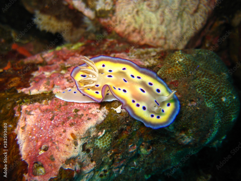 Nacktschnecke
