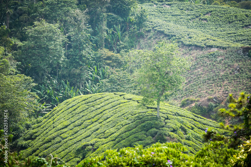 Tea Plantation in Cameron Highlands, Malaysia.