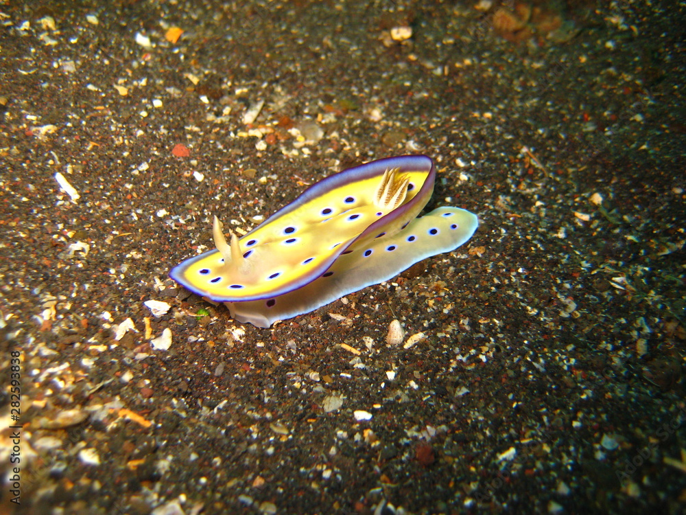 Nacktschnecke