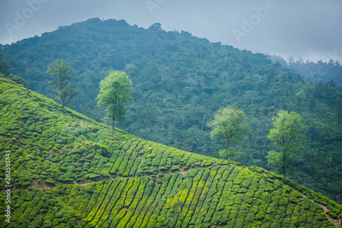 Tea Plantation in Cameron Highlands  Malaysia.