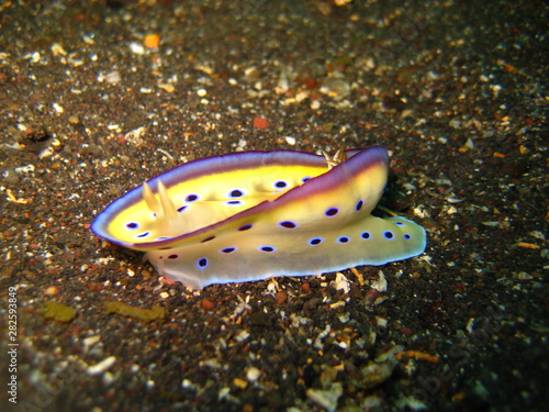 Meeresschnecke
