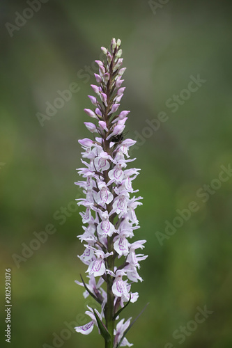 Dactylorhiza maculata, known as the heath spotted-orchid or moorland spotted orchid, growing wild in Finland © Henri Koskinen