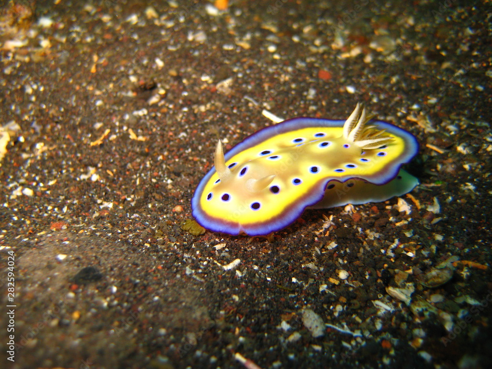 Meeresschnecke