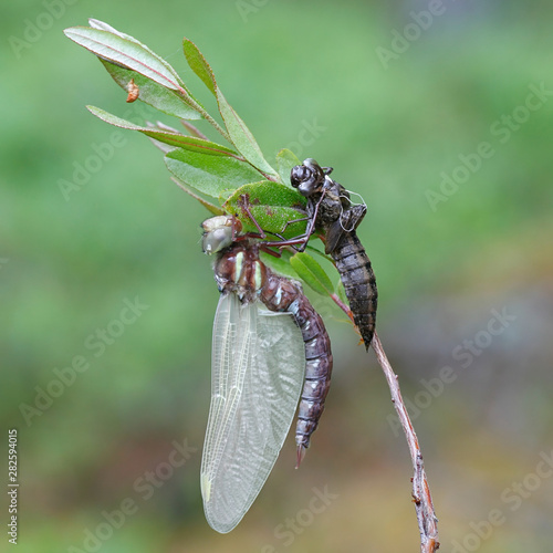 Hatching brown hawker dragonfly, Aeshna grandis, drying its wings before first flight photo