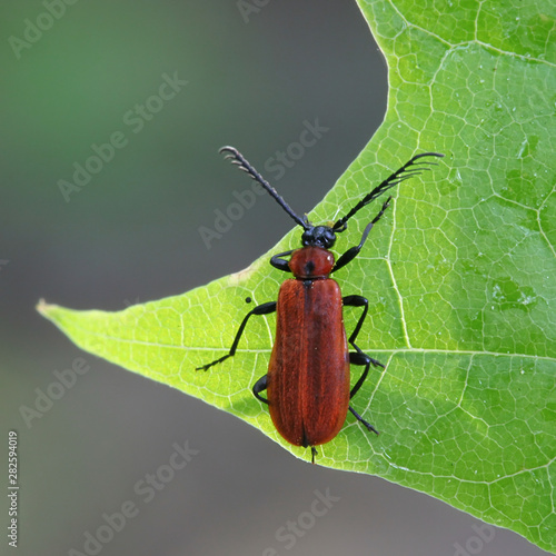 Schizotus pectinicornis, known as the scarce cardinal beetle photo