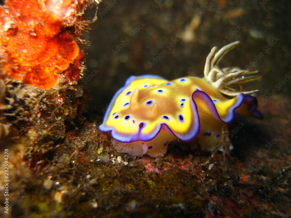 Meeresschnecke