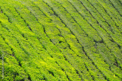 Tea Plantation in Cameron Highlands, Malaysia. © wandee007