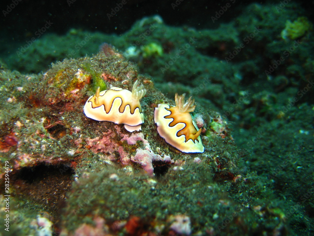 Meeresschnecke