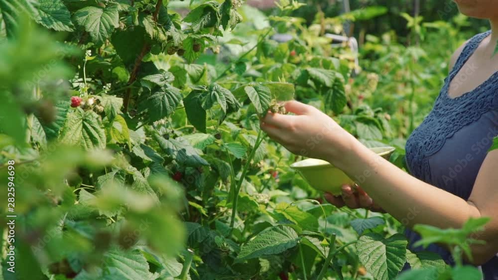 Young Woman Picking Raspberries in the Garden in Sunny Summer Day. Organic and Healthy Food Concept