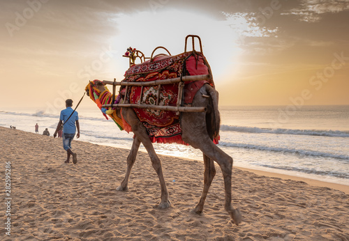 Canvastavla A man walks with his domestic decorated camel, looking for rider on the Puri sea beach