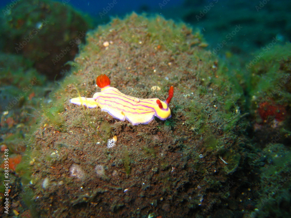 Meeresschnecke