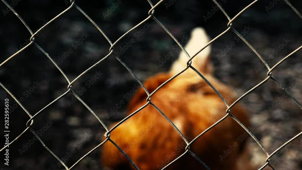 Concept: Australian One Australian chicken trapped behind a rusty cage. Concept: Australian One Australian chicken trapped behind a rusty cage.