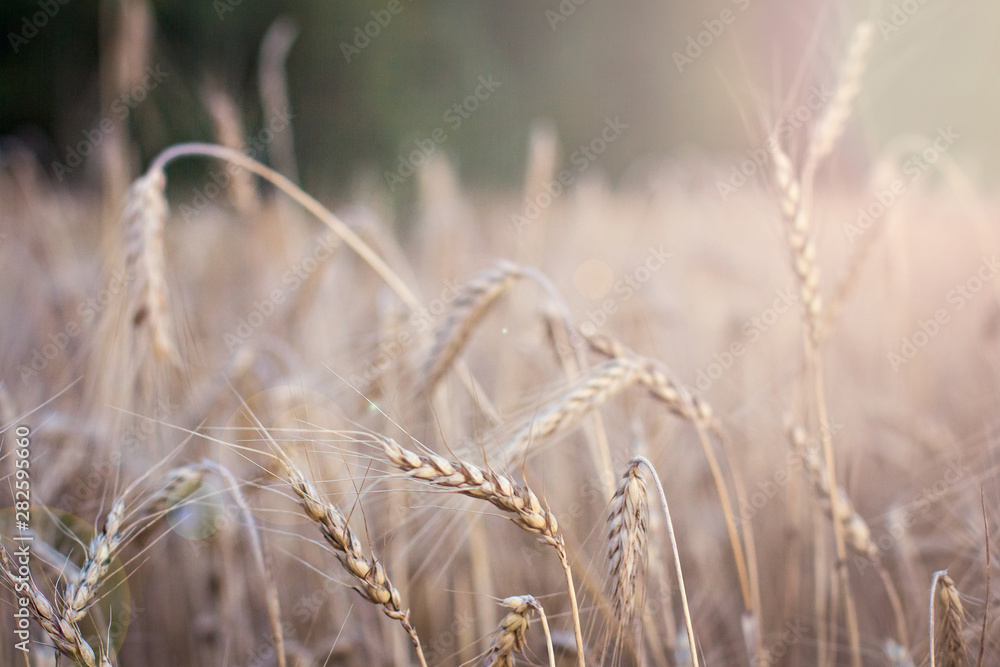 Ears of wheat. golden wheat field and sunny day Ears of wheat. golden wheat field and sunny day