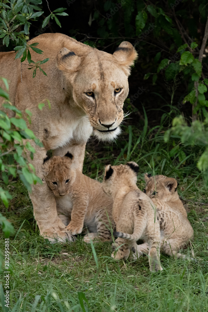 Protective lioness and her cubs in the Masai Mara