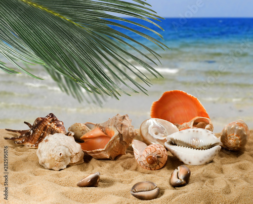 image of many sea shells on the beach on the sand against sea background