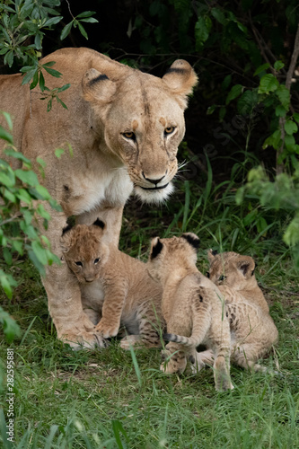 Protective lioness and her cubs in the Masai Mara