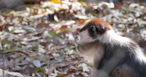 A red-crowned mangabey in captivity photo