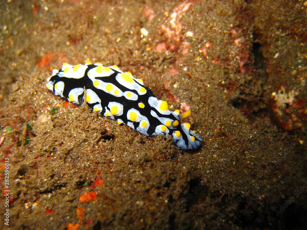 Warzenschnecke