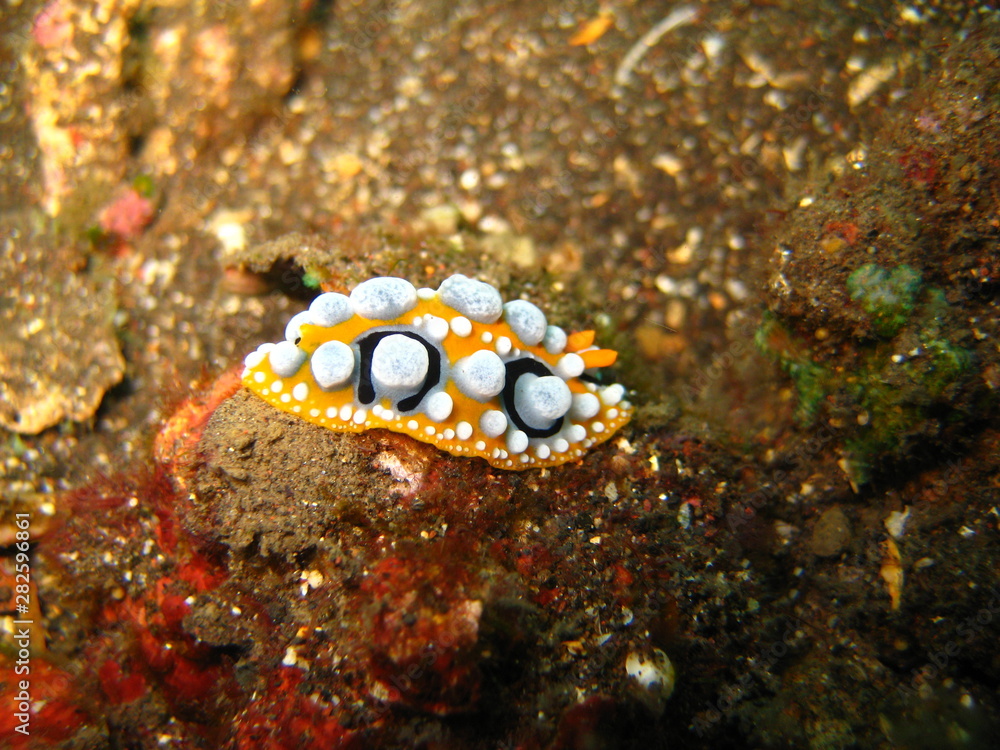 Warzenschnecke