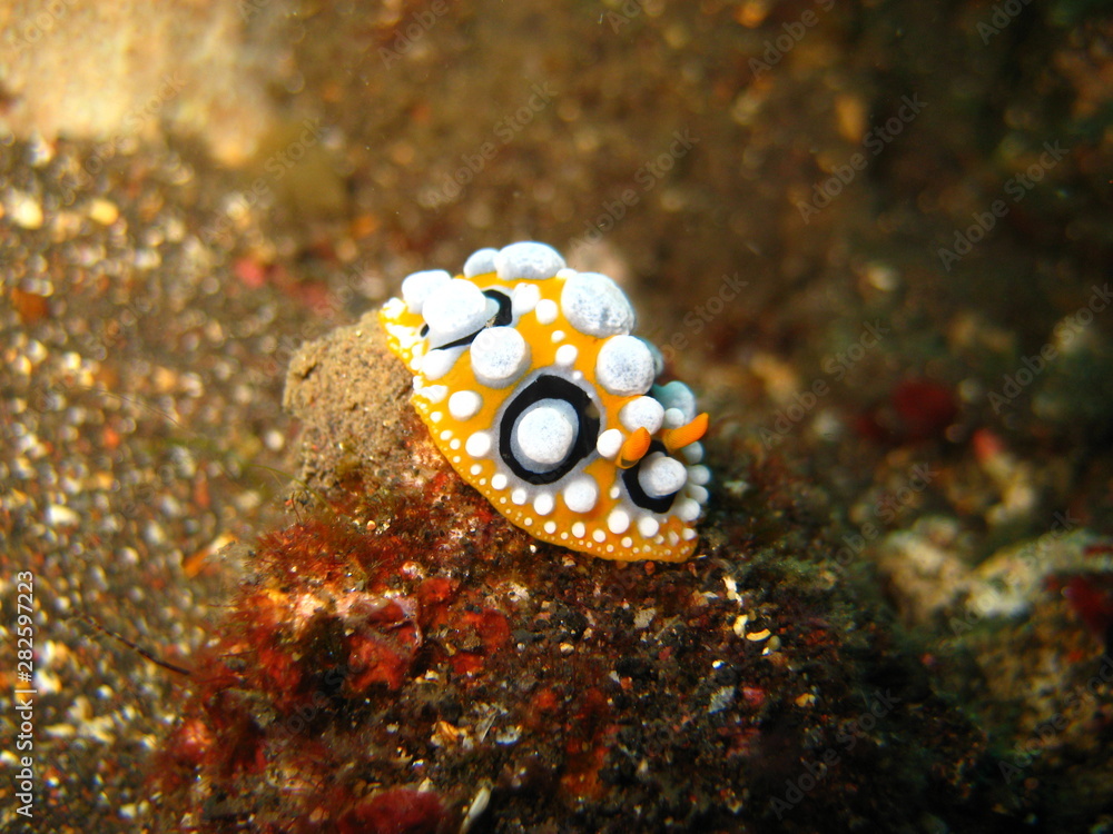 Warzenschnecke