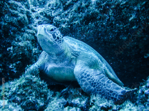 Meeresschildkröte © Christian