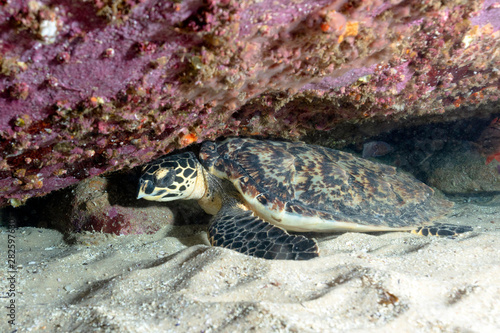 A Critically Endangered Hawksbill Turtle Under A Rock
