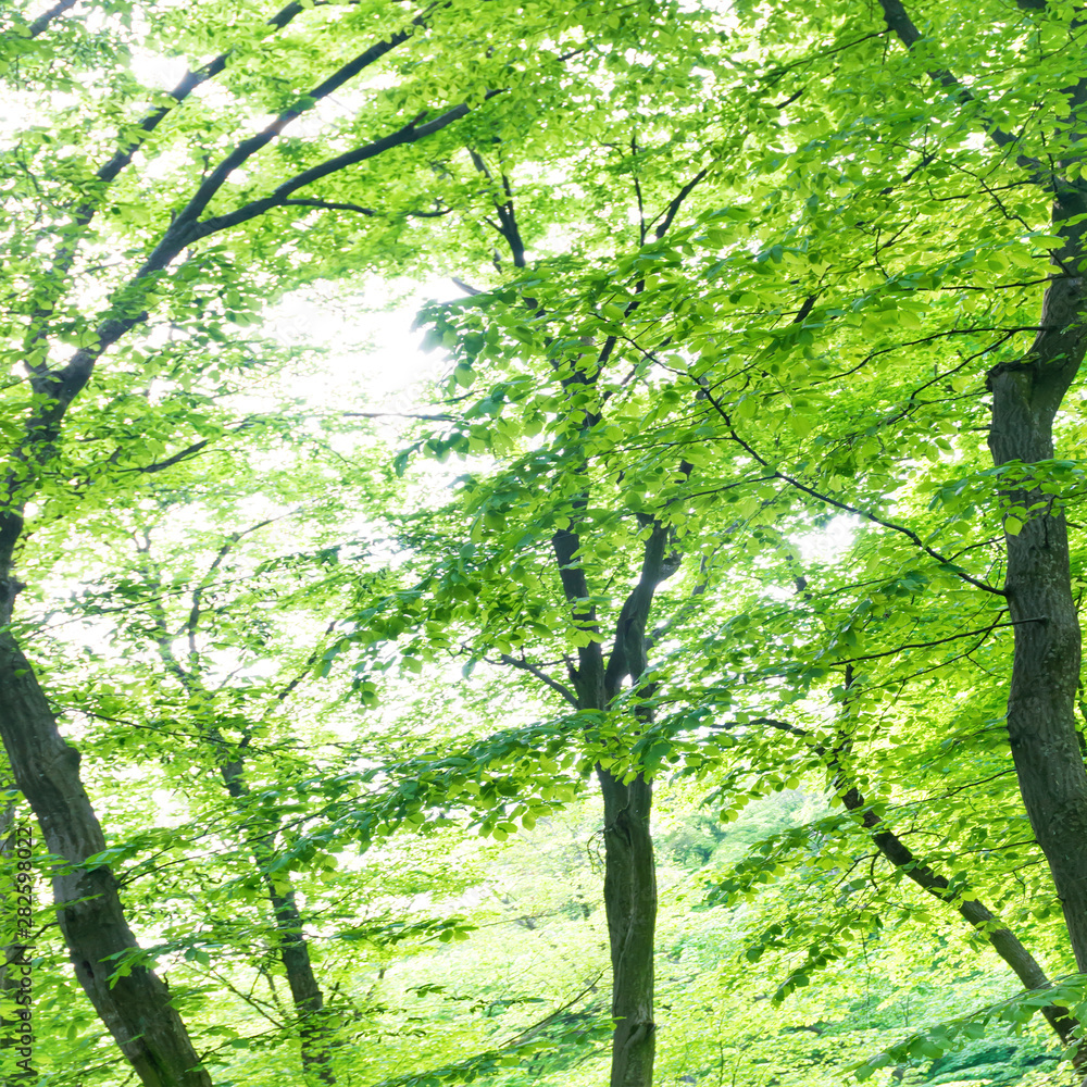 Green forest landscape with trees and sun light going through leaves Green forest landscape with trees and sun light going through leaves
