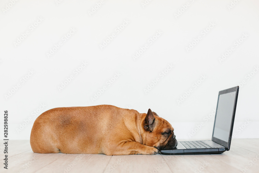 cute brown french bulldog working on laptop at home and feeling tired. Pets indoors, lifestyle and technology concept - obrazy, fototapety, plakaty 