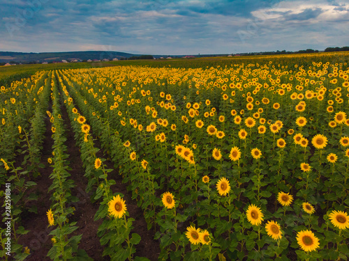 Wonderful panoramic view field of sunflowers by summertime.