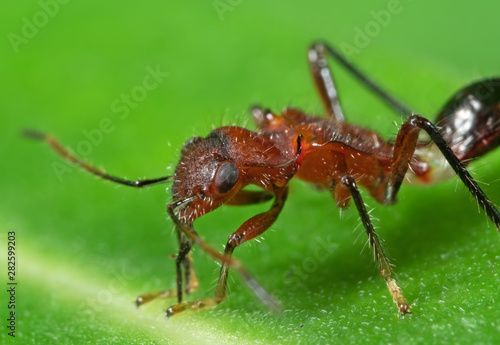 Macro Photo of Assassin Bug on Green Leaf © backiris